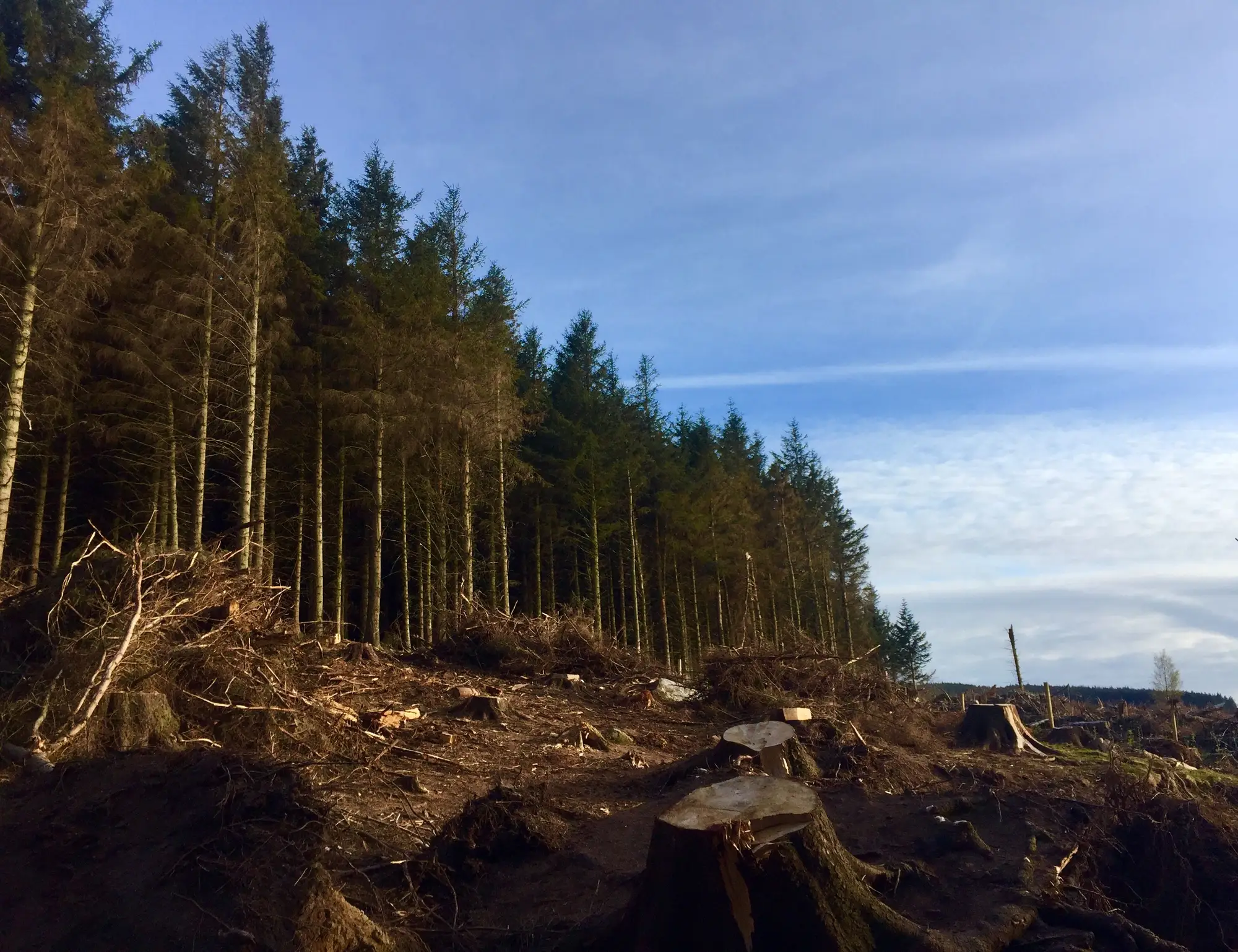 Fresh stumps and churned ground at the edge of a standing stand of pines
